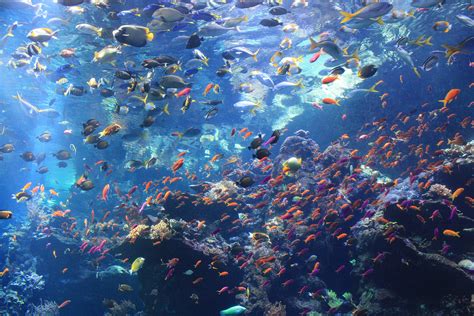 marine life in tagalog